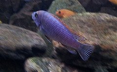 Labeotropheus trewavasae