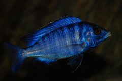 Placidochromis phenochilus mdoka
