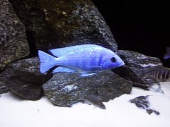 Placidochromis sp. ''Phenochilus Tanzania''