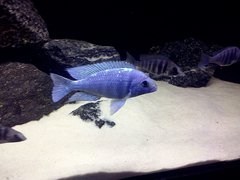 Placidochromis sp. ''Phenochilus Tanzania''