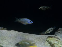 sciaenochromis fryeri ?