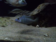 Więcej informacji o „sciaenochromis?”