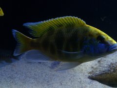 nimbochromis venustus