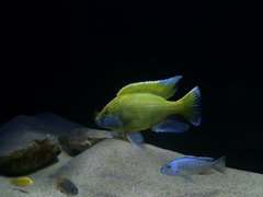 Więcej informacji o „nimbochromis venustus”