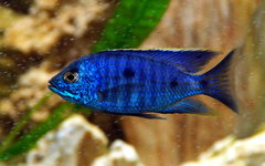 Copadichromis azureus F1