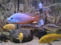 Protomelas Teaniolatus Namalenje
