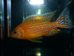 Aulonocara  Fire Fish