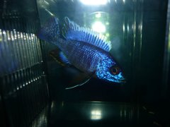 Aulonocara  Chilumba electric blue