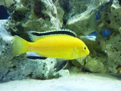 Labidochromis Caeruleus yellow