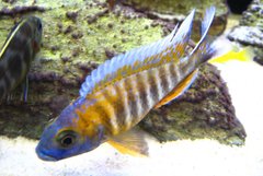 Aulonocara jacobfreibergi