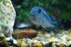 Melanochromis cyaneorhabdos-maingano