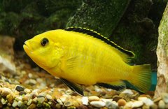 Labidochromis caeruleus-yellow