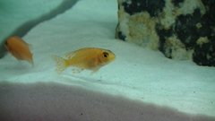 Więcej informacji o „młodziutki niewybarwiony fire fish”