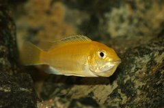 Labidochromis Caeruleus Yellow