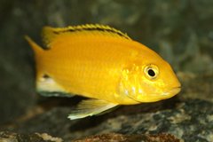 Labidochromis Caeruleus Yellow