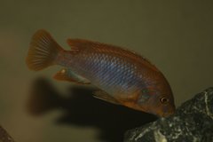 Iodotropheus Sprengerae