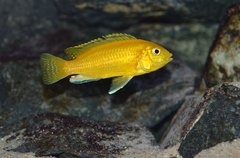 Labidochromis Caeruleus Yellow