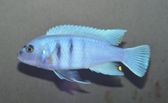 Cynotilapia sp. "Hara"