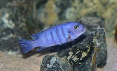 Cynotilapia sp. "Hara"