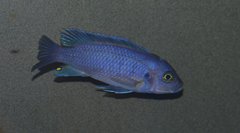 Cynotilapia sp. "Hara"