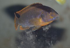 Iodotropheus Sprengerae