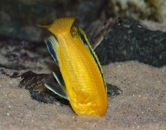 Labidochromis Caeruleus Yellow