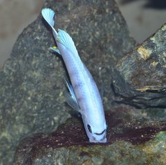 Cynotilapia Hara Gallireya Reef.