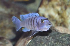 Cynotilapia Hara Gallireya Reef.