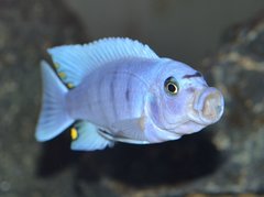 Cynotilapia Hara Gallireya Reef.