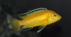 Labidochromis Caeruleus