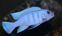 Cynotilapia Hara Gallireya Reef.