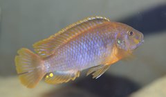 Iodotropheus Sprengerae.