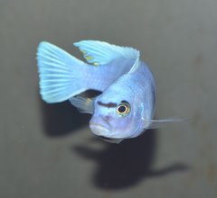 Cynotilapia Hara Gallireya Reef.