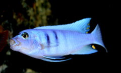 Cynotilapia Hara Gallireya Reef.