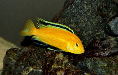 Labidochromis Caeruleus