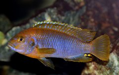 Iodotropheus Sprengerae.