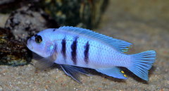 Cynotilapia Hara Gallireya Reef.