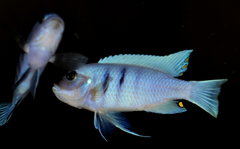 Cynotilapia Hara Gallireya Reef.