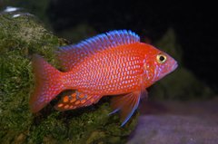 Aulonocara firefish red dragon
