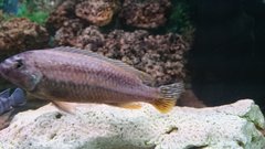 Melanochromis Auratus