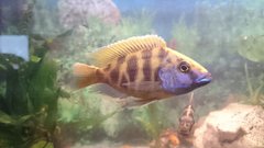 Nimbochromis Venustus