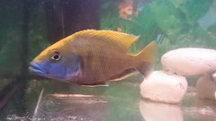 Nimbochromis Venustus