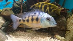 Fossorochromis rostratus