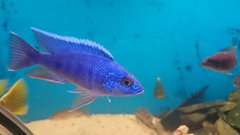 SCIANOCHROMIS FRYREI