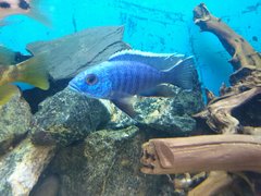 SCIANOCHROMIS FRYREI