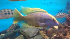 Nimbochromis Venustus