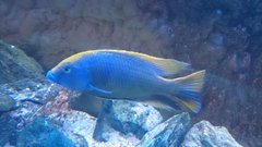 Nimbochromis Venustus