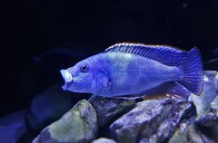 Nimbochromis Liwingstoni