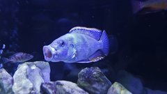 Nimbochromis Livingstoni