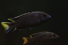 Pseudotropheus sp."acei" Itungi